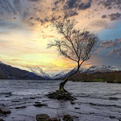 Llyn Padarn Lonely Tree