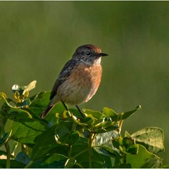 Early morning Stonechat 