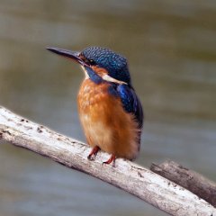Female Kingfisher - Alcedo atthis
