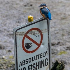 Male Kingfisher- No Fishing