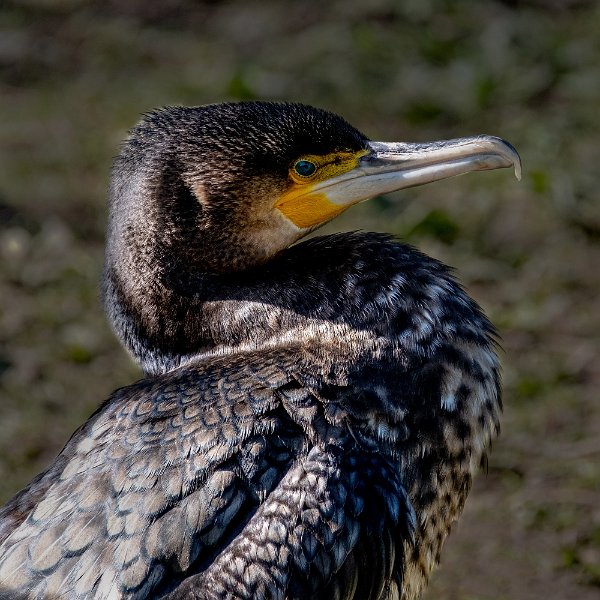 Cormorant close up
