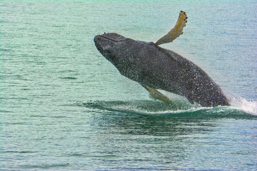 Icelandic Humpback Whale