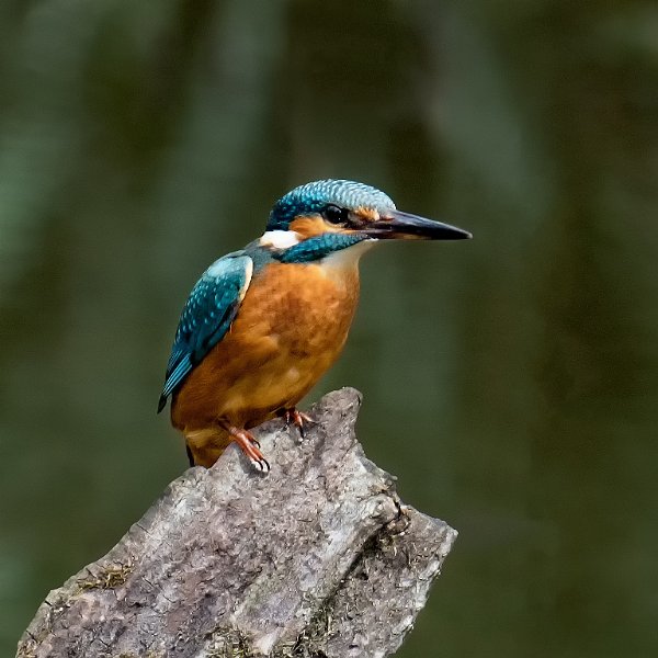 Male Kingfisher2