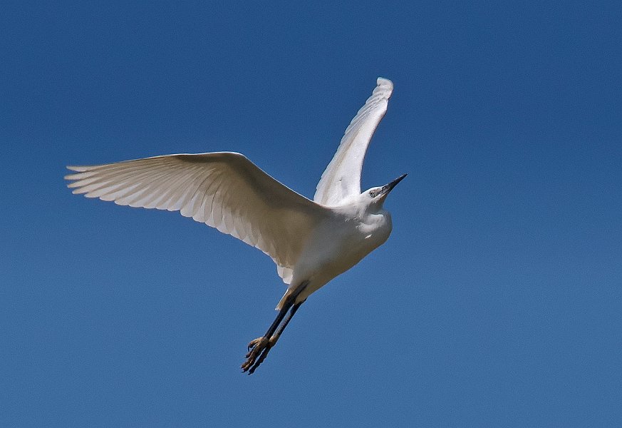 Soaring Egret