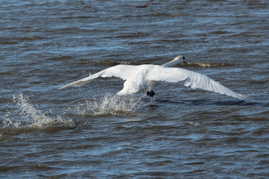 Swan landing