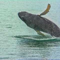 Icelandic Humpback Whale