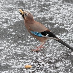 Jay with peanut on ice!