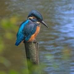 Male Kingfisher 
