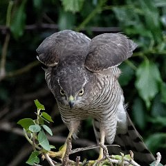 Sparrowhawk01